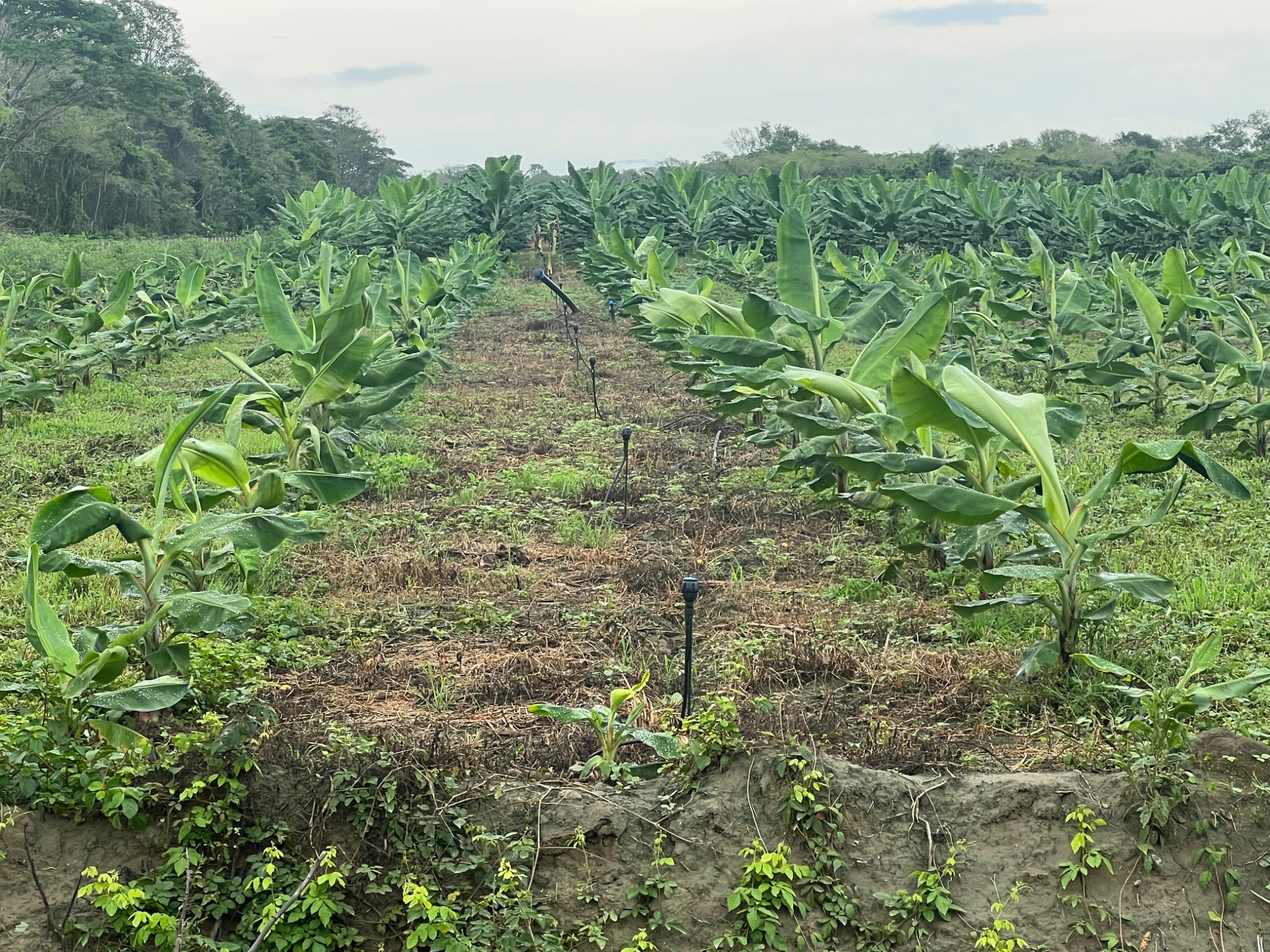 Microaspersores instalados en plantación de banano
