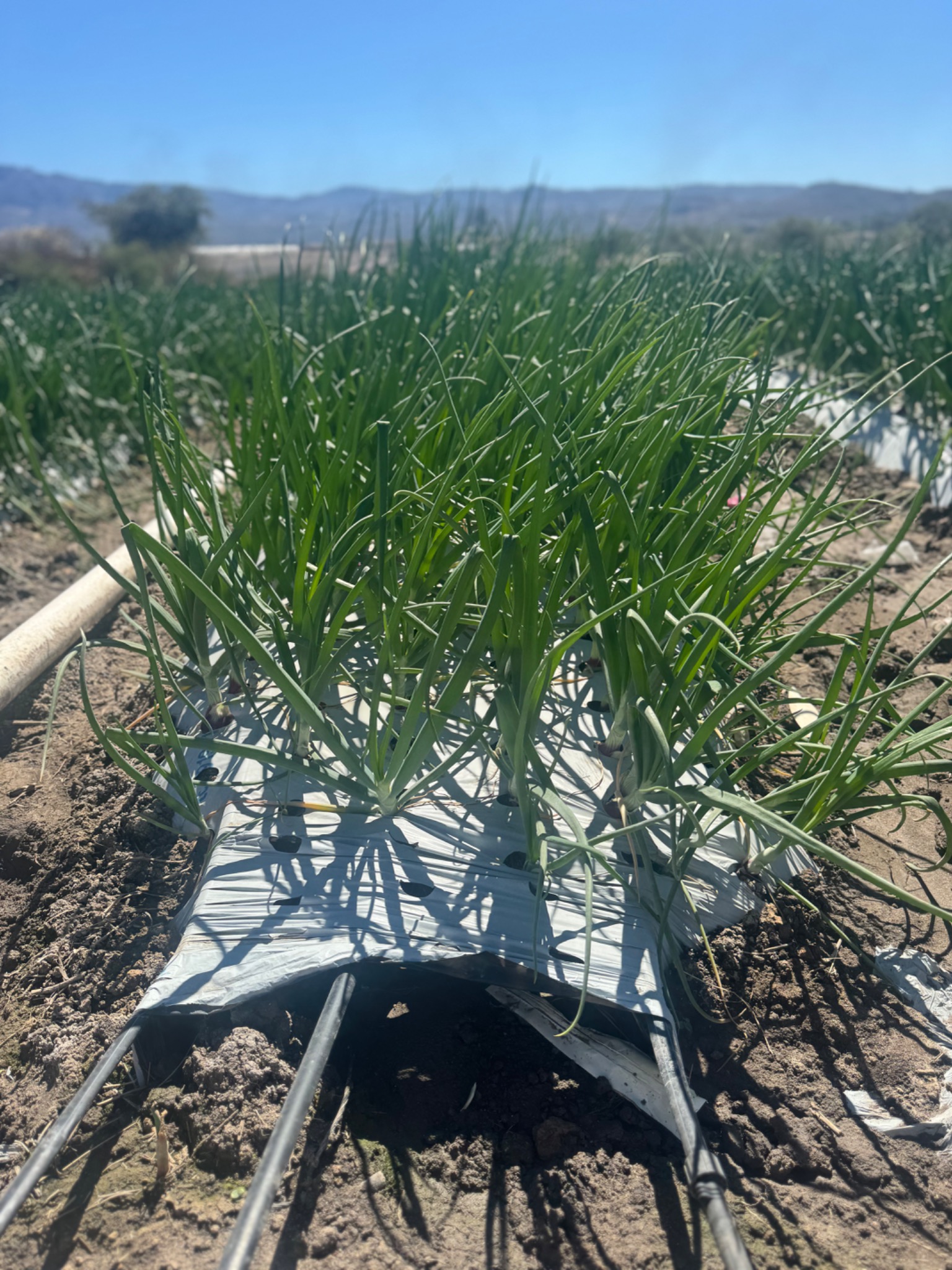 Cultivo de cebolla con líneas de riego por goteo