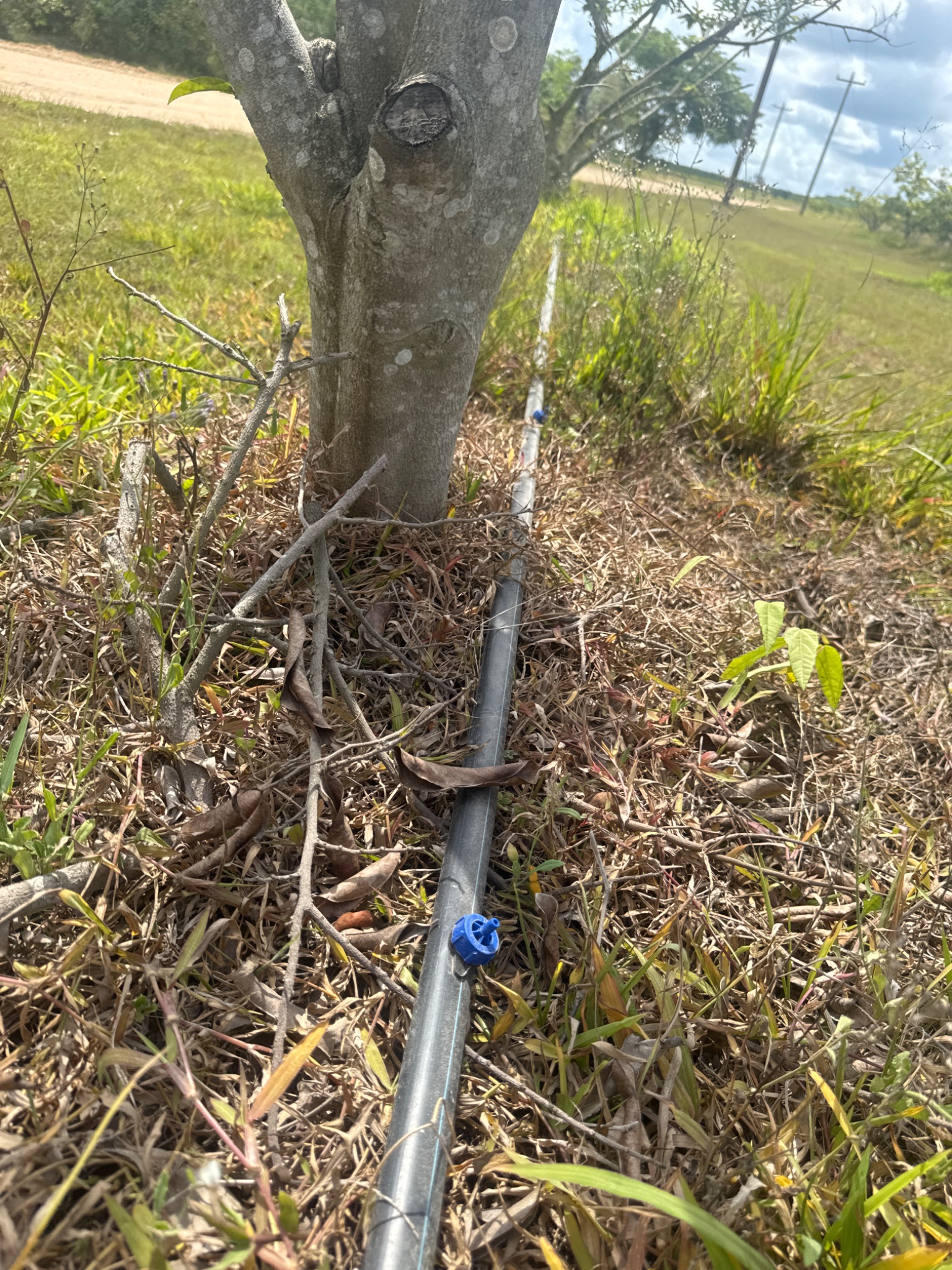 Emisor de riego por goteo junto a un árbol frutal