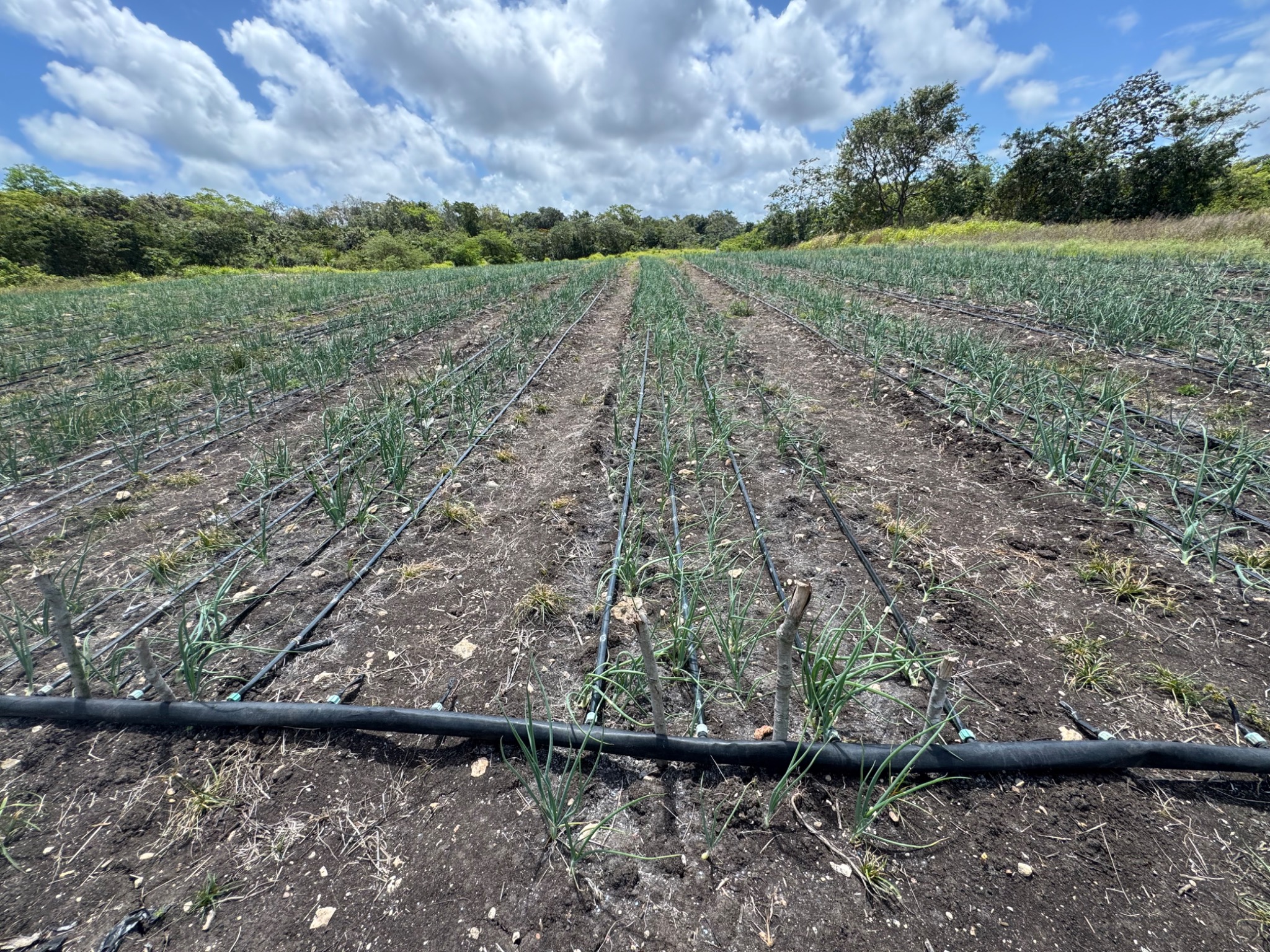Líneas de riego por goteo en cultivo de hortalizas