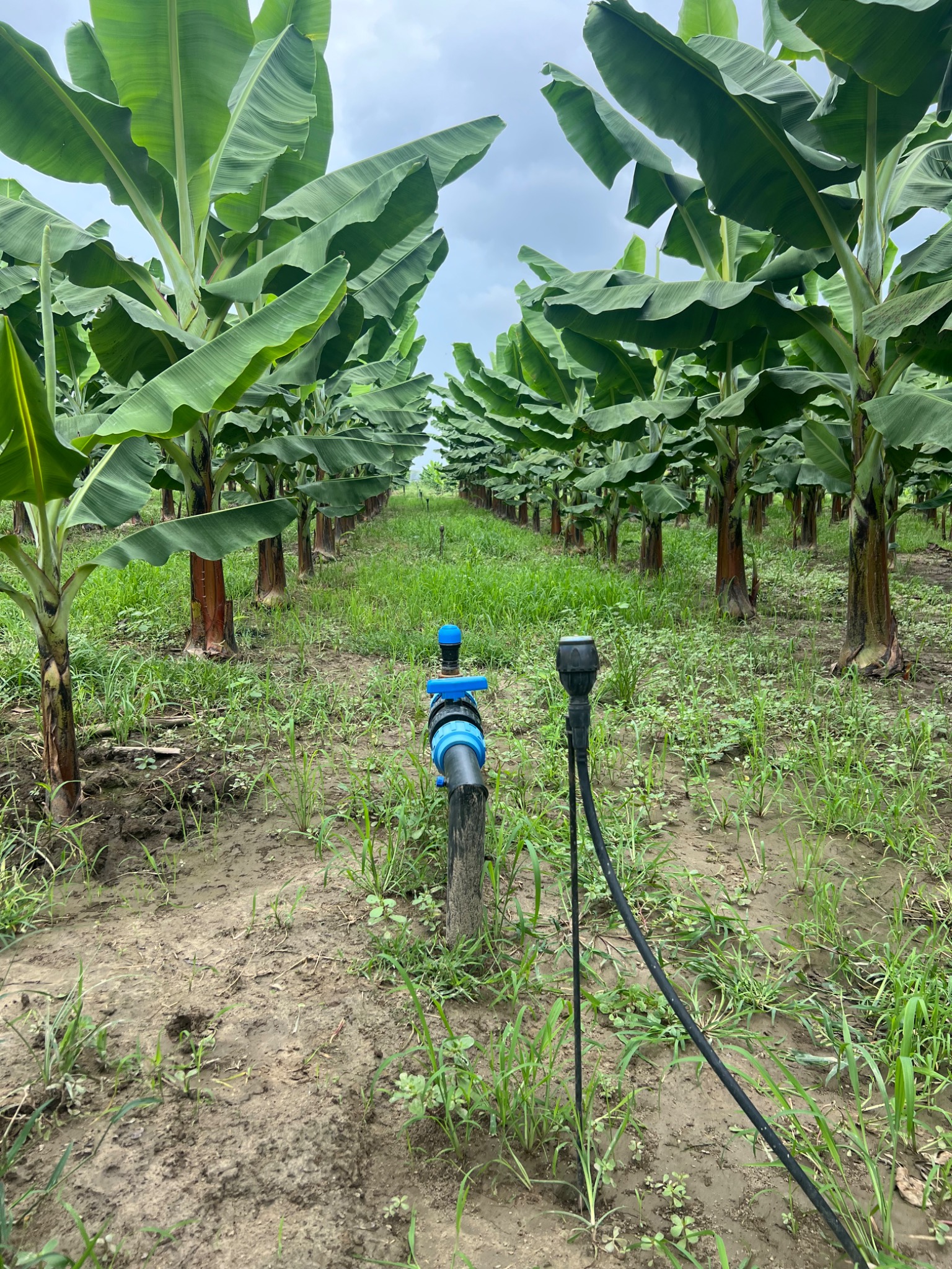 Hidrante y microaspersión en plantación
